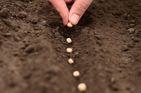 راهنمای تشخیص بذر خربزه مینو اصل