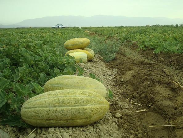 آشنایی با بذر خربزه آناناسی